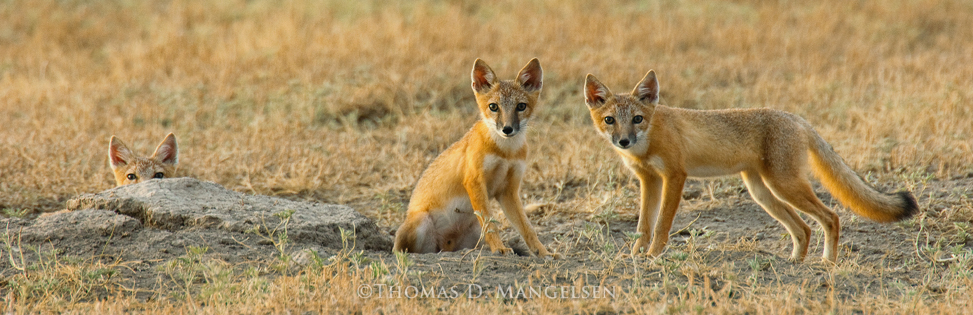 Golden Summer - Swift Foxes by Thomas D. Mangelsen
