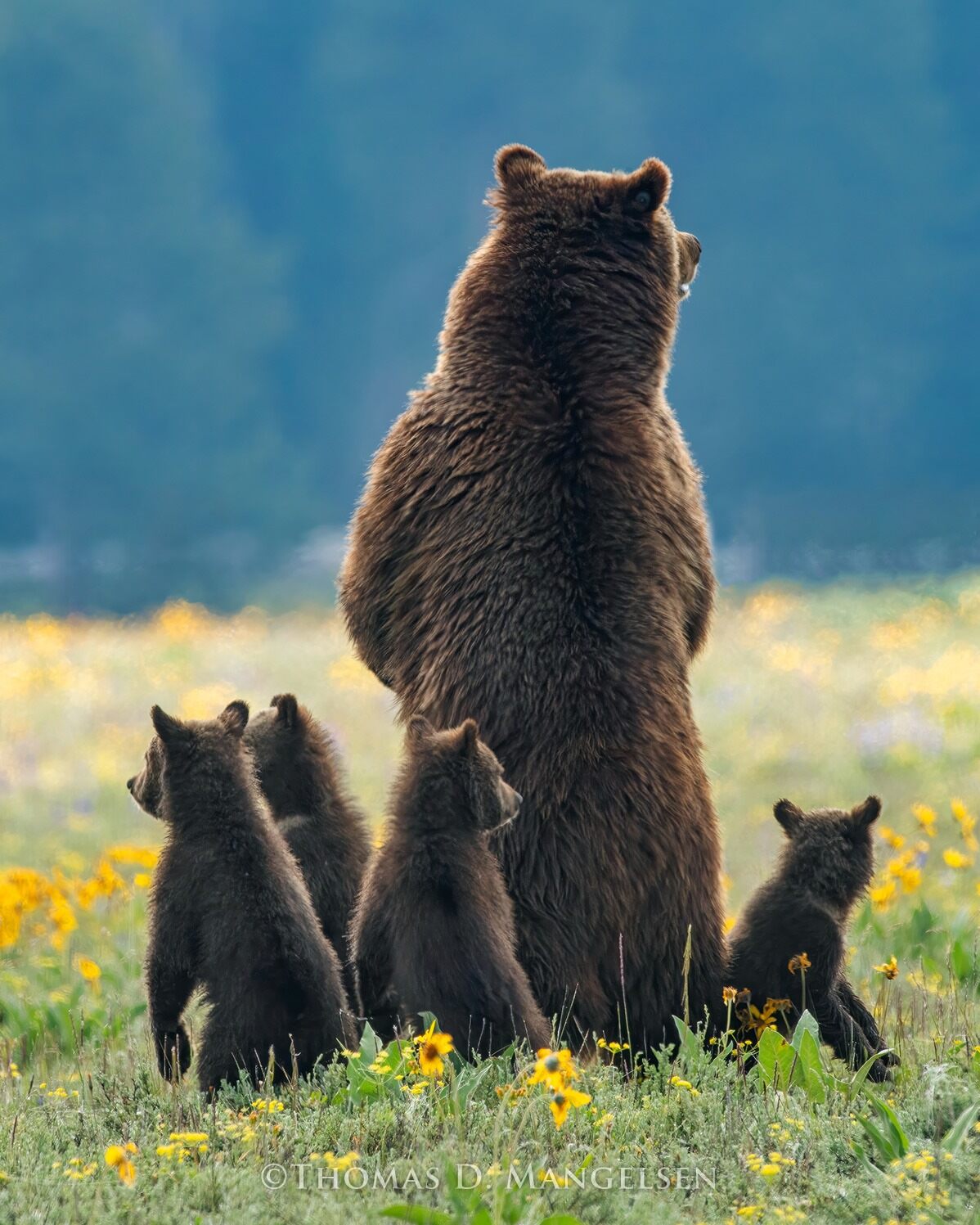 Standing Tall - 399 and Cubs by Thomas D. Mangelsen