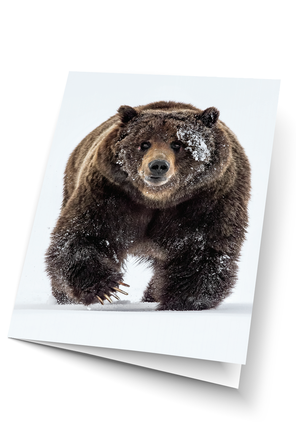 Mountain Outlaw - Grizzly Bear Art Card Pack