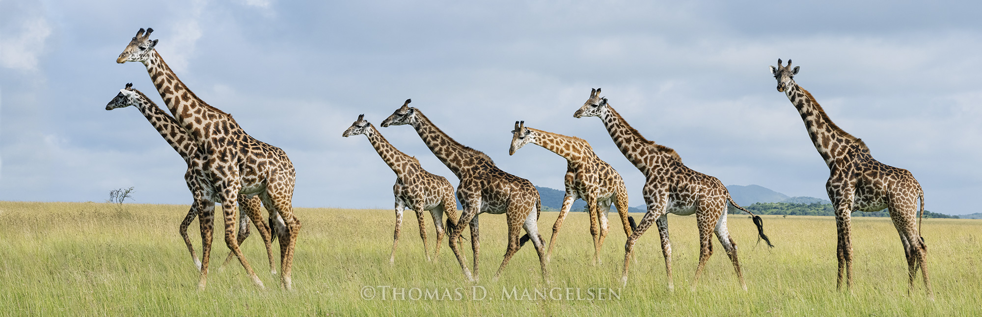 Giraffes walking across the plains of Africa by Thomas D. Mangelsen