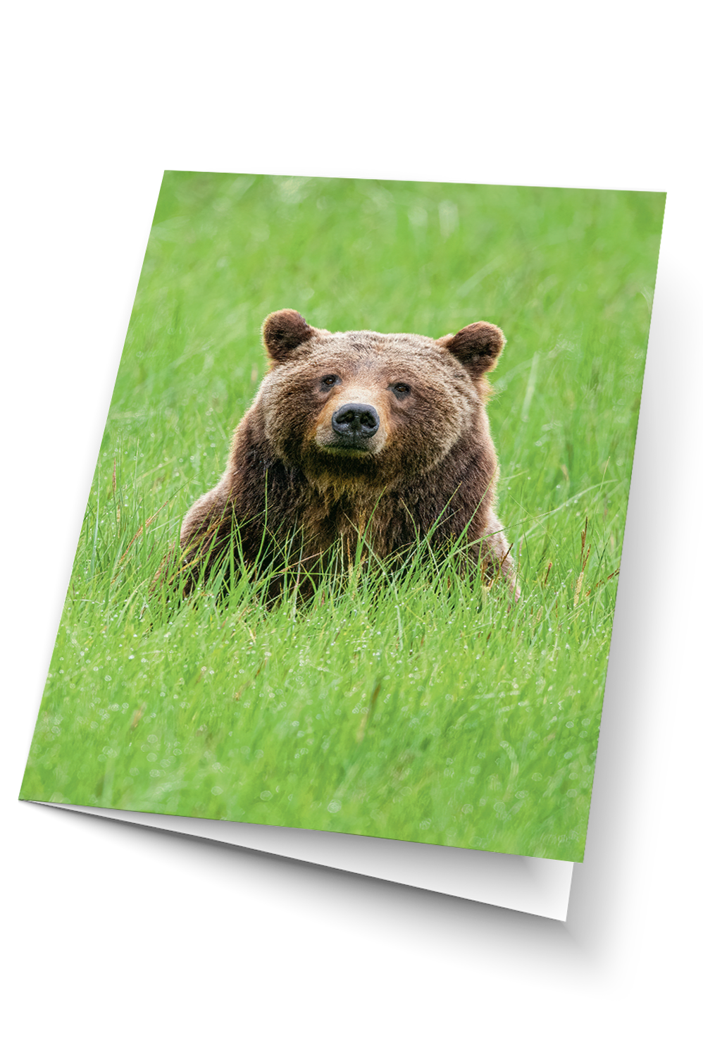One Special Bear - Grizzly 399 Art Card Pack