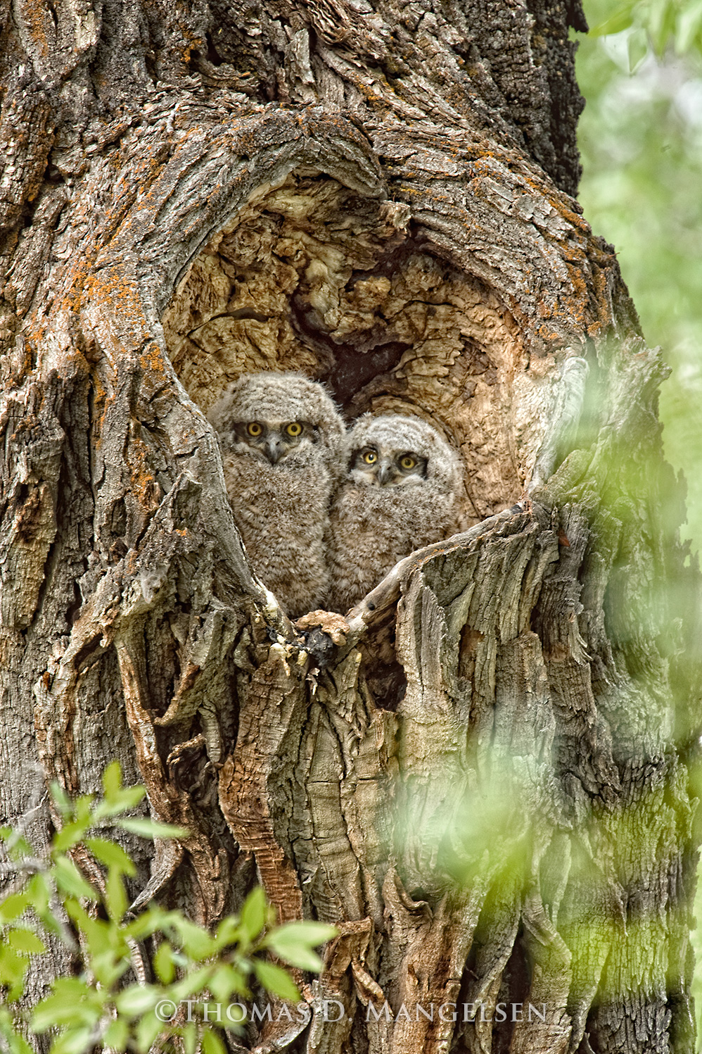 Heart of the Cottonwood - Great Horned Owlets by Thomas D. Mangelsen
