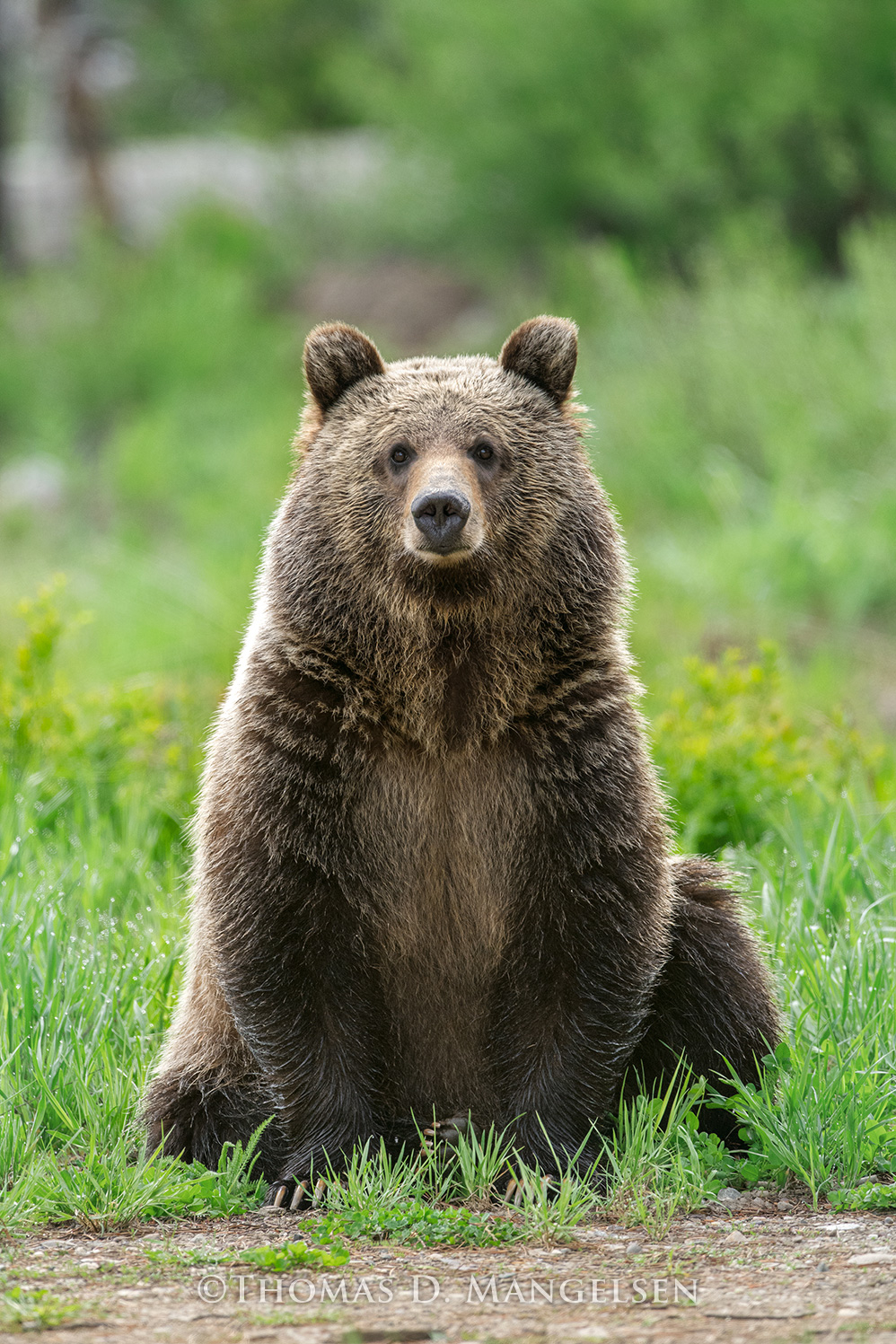 原画　「Grizzly」　B3サイズ Portrait of a Grizzly by Thomas D. Mangelsen