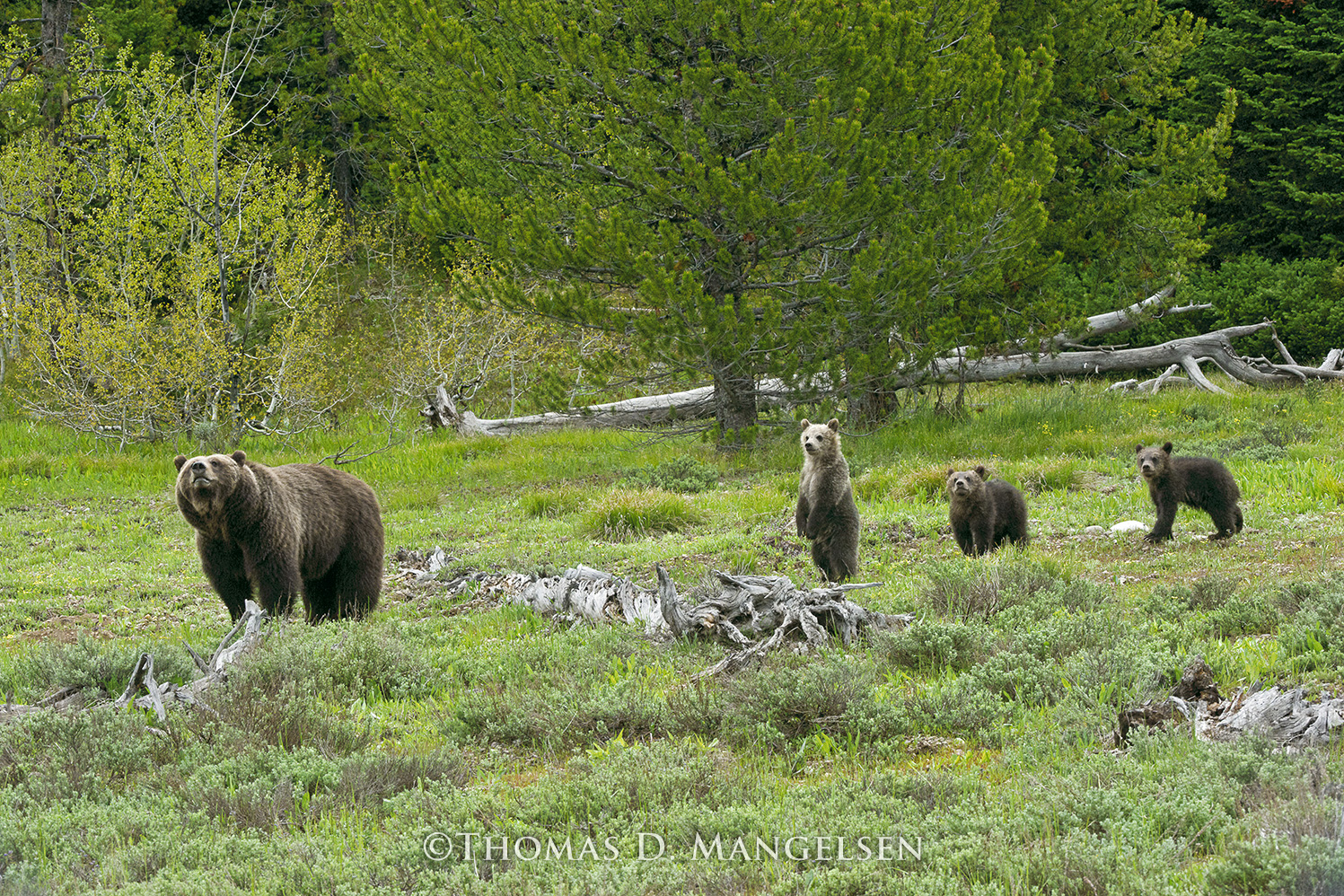 The Queen's Legacy - Grizzly 399 by Thomas D. Mangelsen