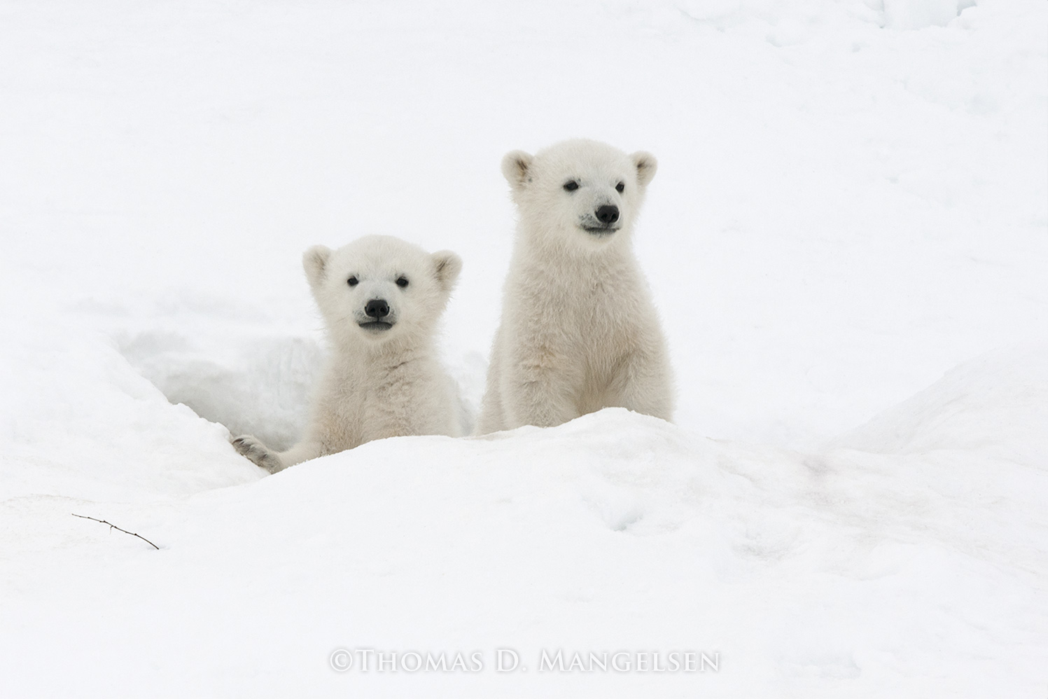 Brave New World - Polar Bears by Thomas D. Mangelsen