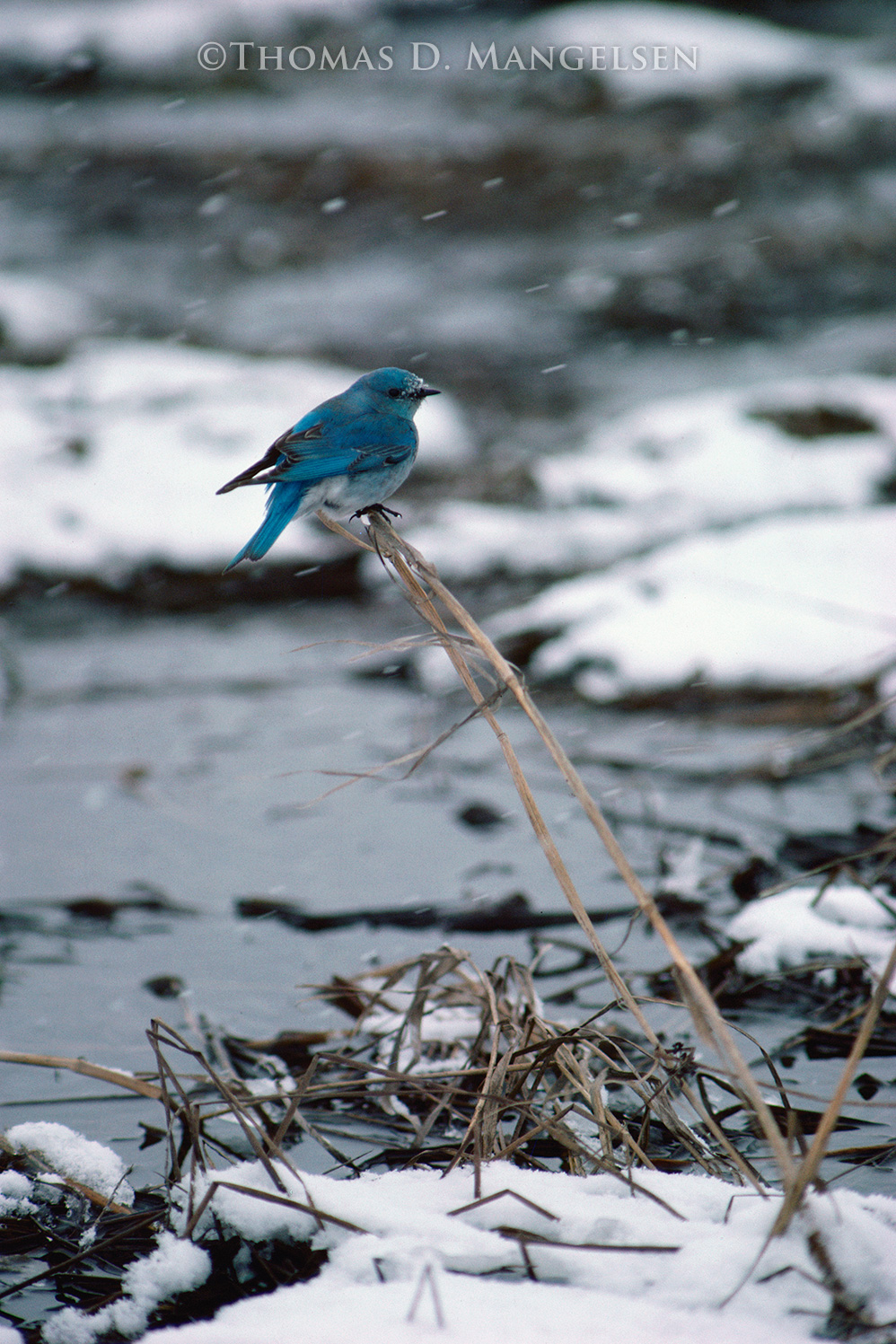 Mountain Bluebird by Thomas D. Mangelsen