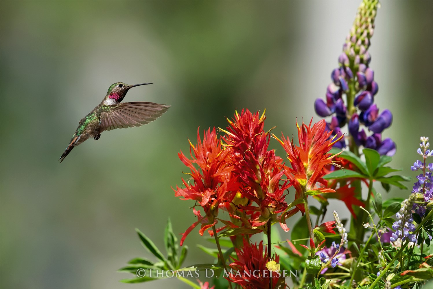 激レア mansfield HummingBird 激レア mansfield HummingBird