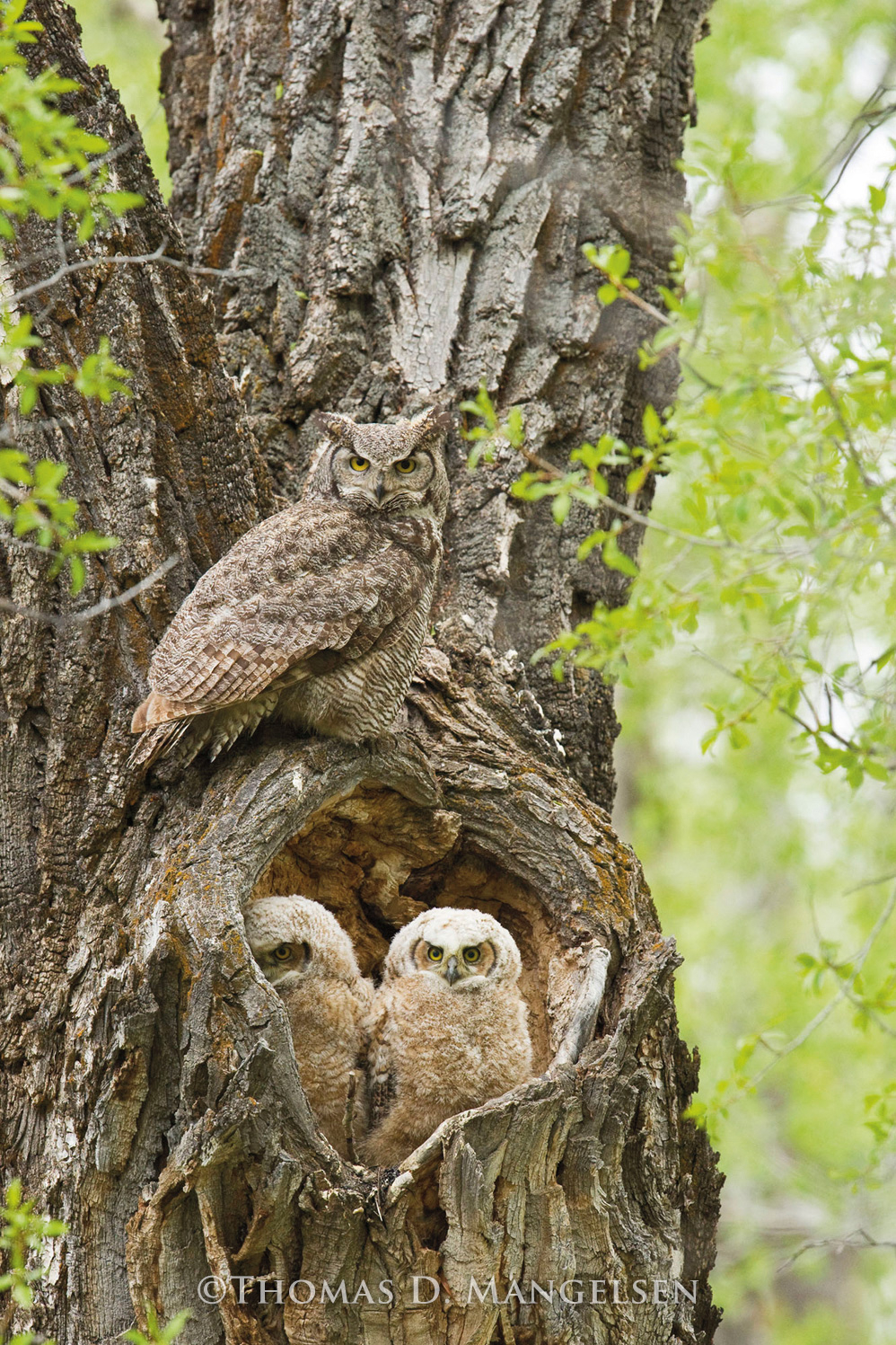 【美品】OWL MILS Thrud Cottonwood Hollow - Great Horned Owls by Thomas D. Mangelsen