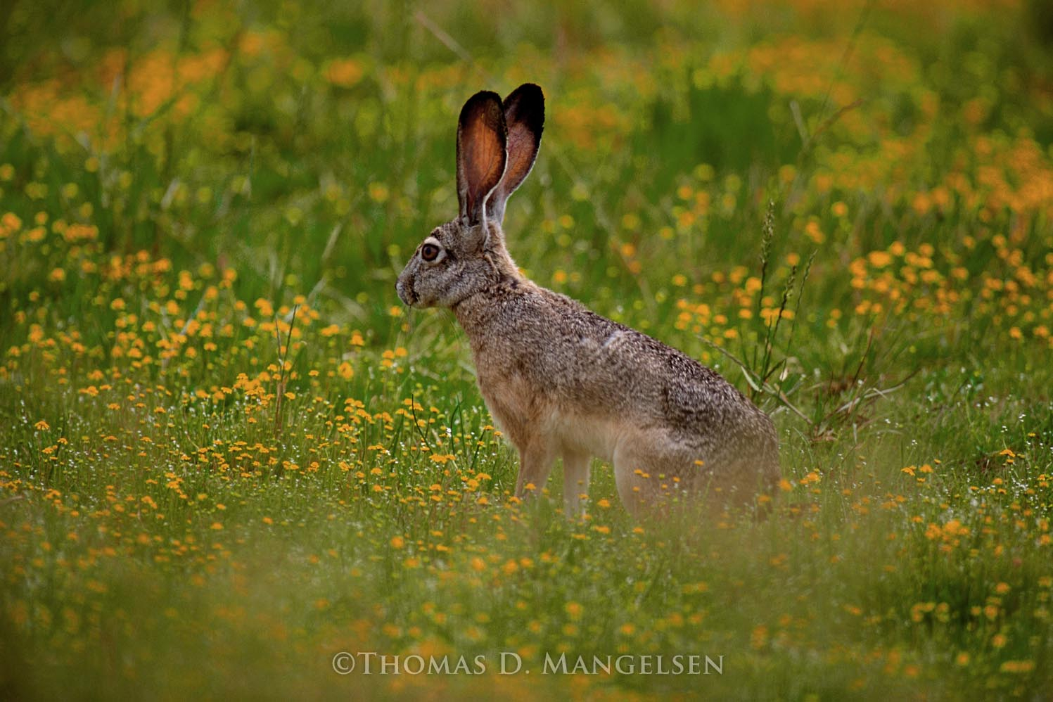 The Wild Garden - Jackrabbit by Thomas D. Mangelsen
