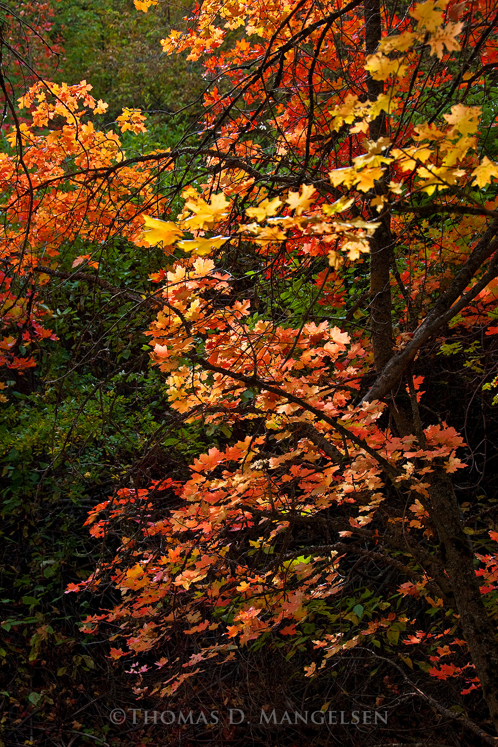 Autumn Paints by Thomas D. Mangelsen
