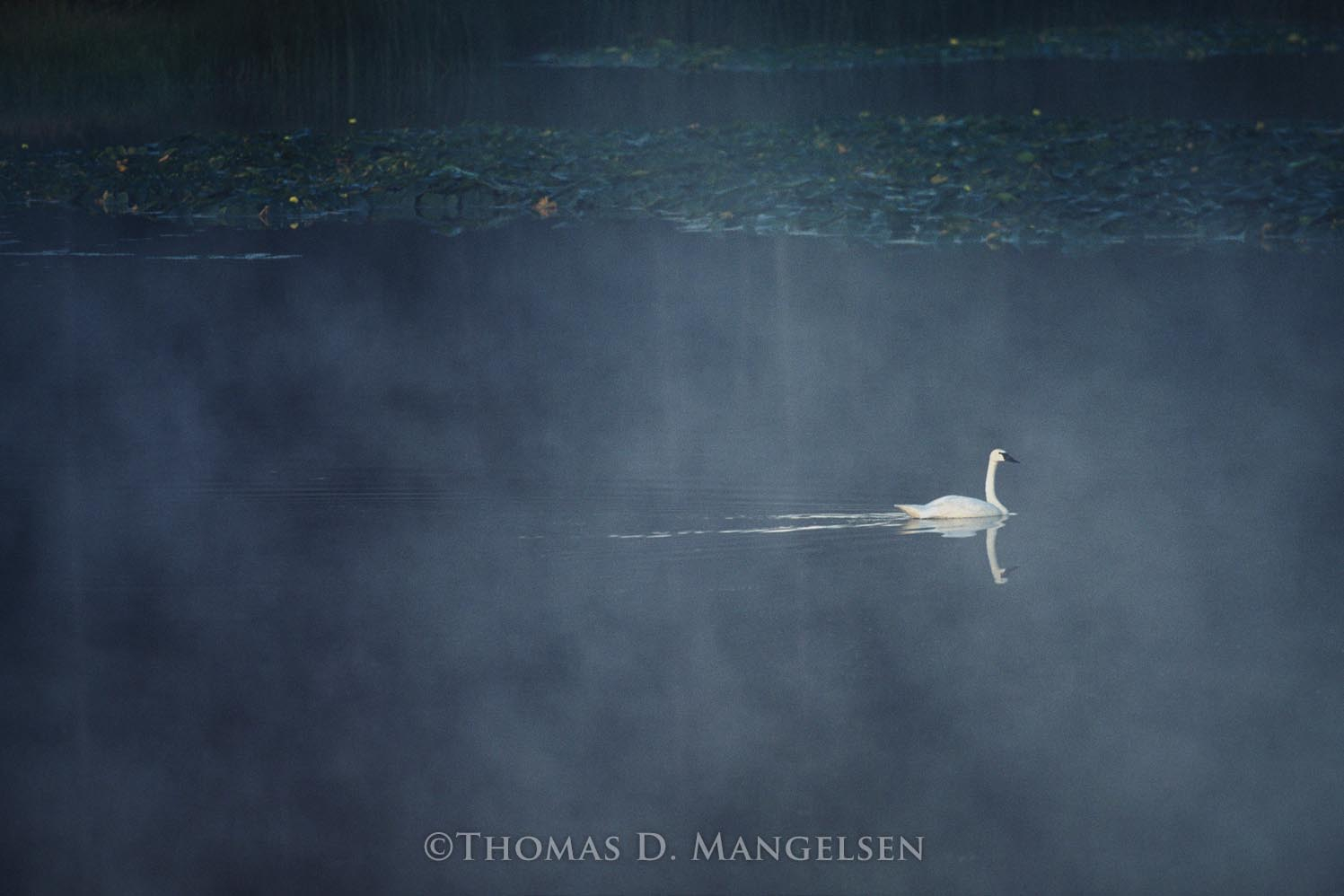 Grand Teton National Park wall art “Swan Lake” by Thomas D. Mangelsen