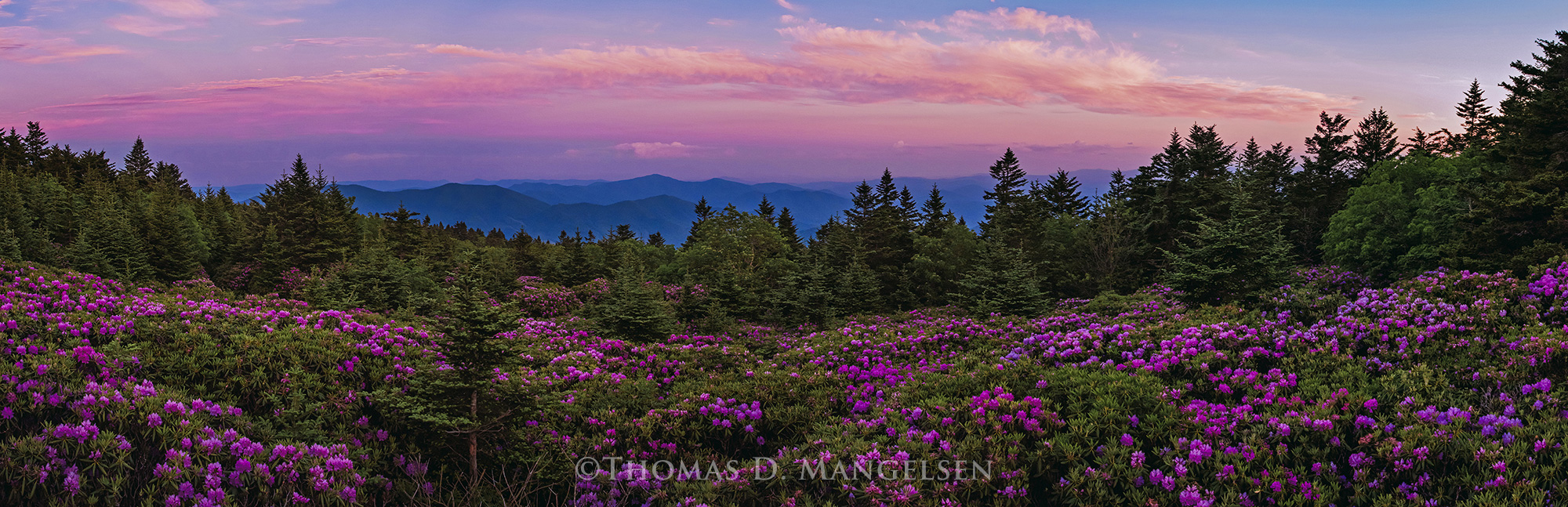 Roan Mountain room wall Art Thomas D. Mangelsen