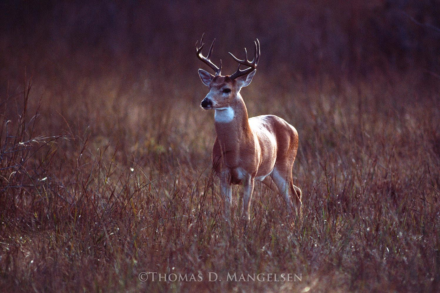 WhiteTails ワイテルズ モノパス BluRay 銀テ Whitetail Buck by Thomas D. Mangelsen