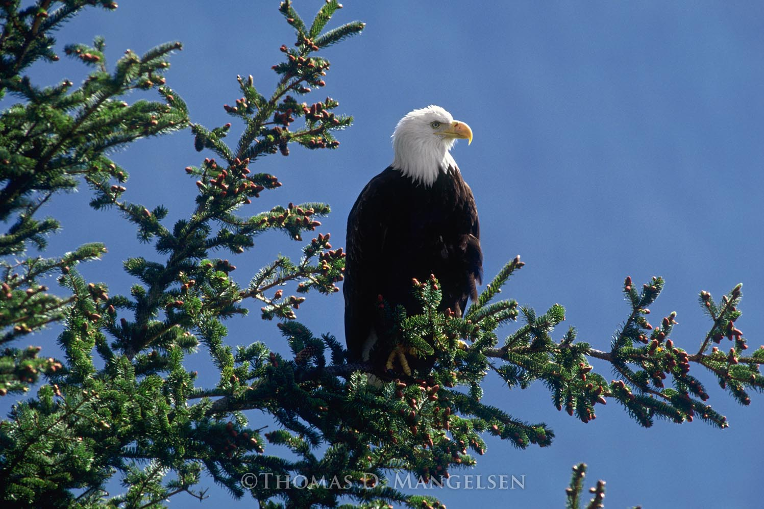 【Forestman works】Eagle touch the sky Amazon.com: The Bradford Exchange Collectible Eagle Art