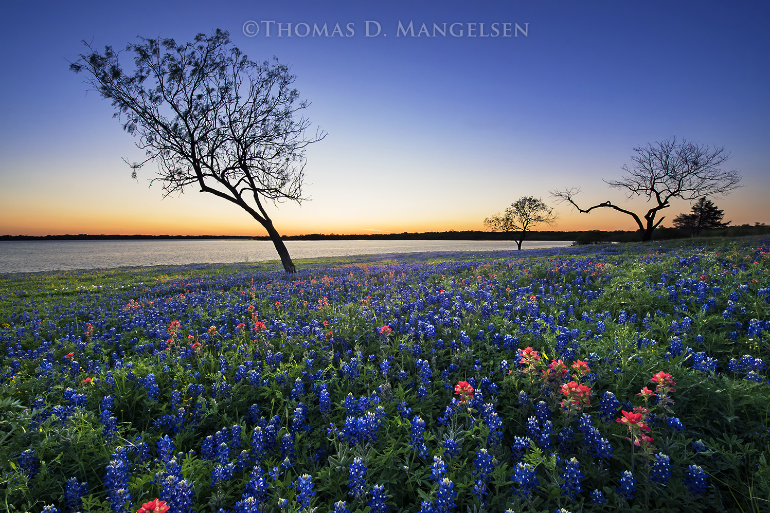 Evening Glow - Bluebonnets and Paintbrush by Thomas D. Mangelsen
