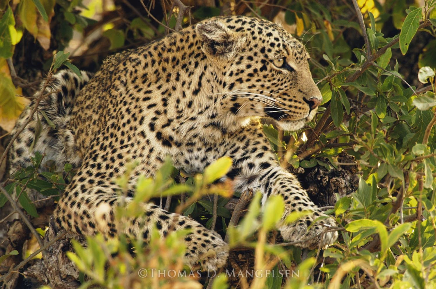 Eye of the Leopard by Thomas D. Mangelsen