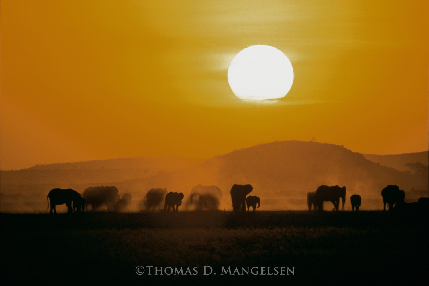 african elephant sunset picture