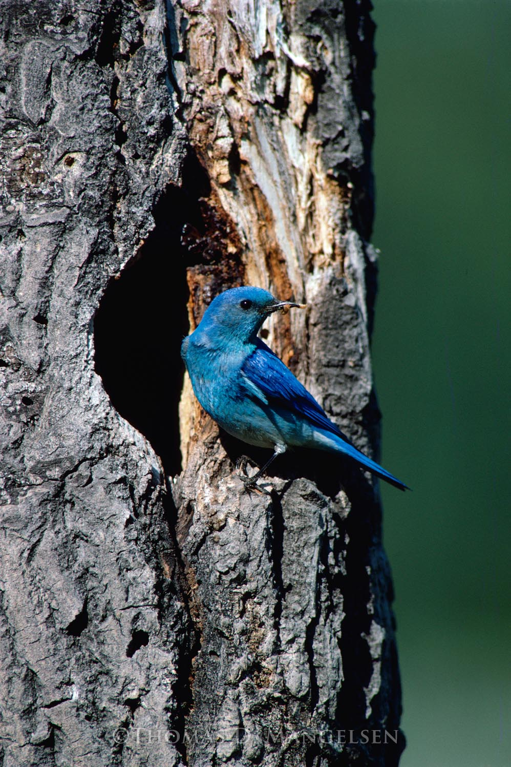 Mountain Bluebird Nesthole by Thomas D. Mangelsen