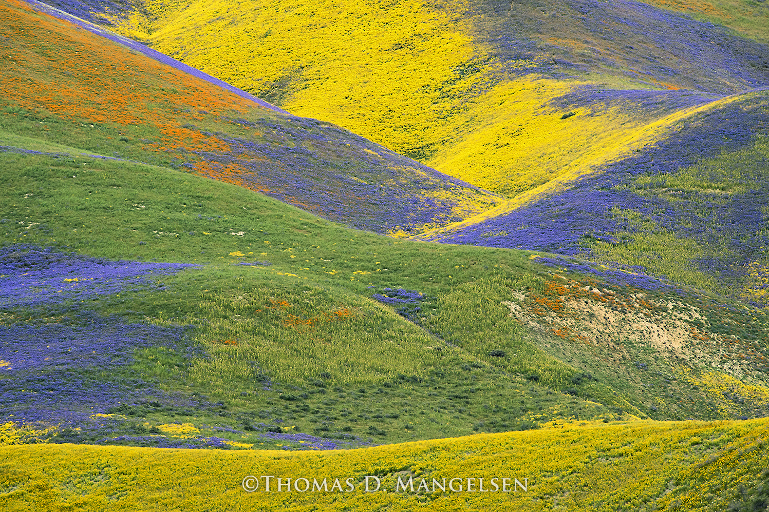 絵画 valley Magic Valley by Thomas D. Mangelsen