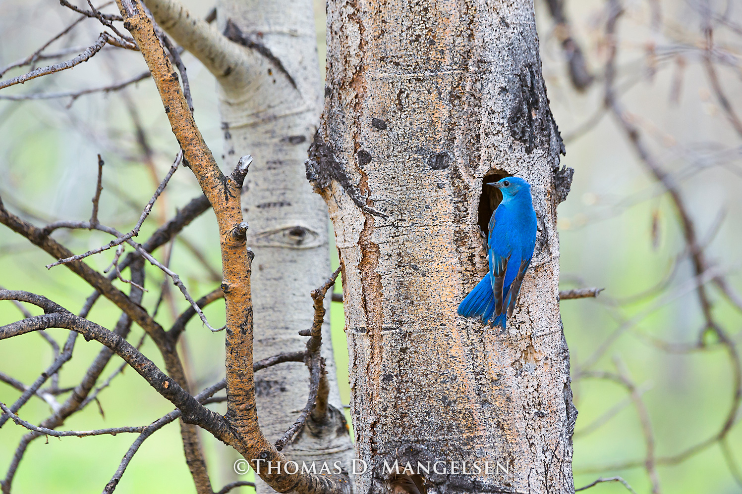 Bluebird Day by Thomas D. Mangelsen