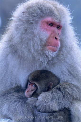Mother's Love - Snow Monkeys by Thomas D. Mangelsen