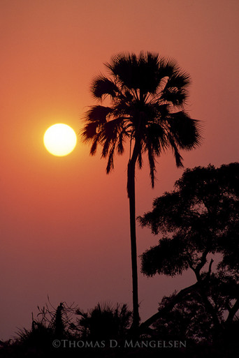 African Sunrise by Thomas D. Mangelsen