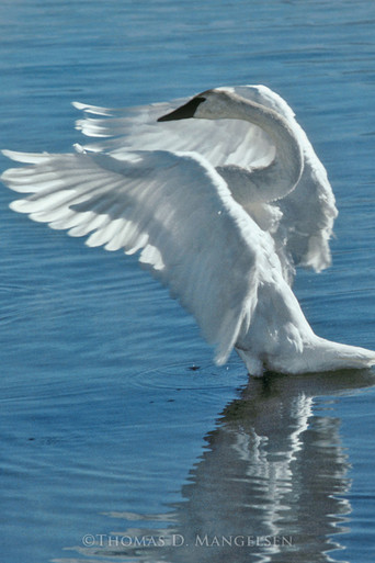その他 SWAN SWAN Sleelm 1687wm__94205.1713405932.386.