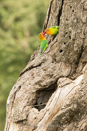 The Love Birds by Thomas D. Mangelsen