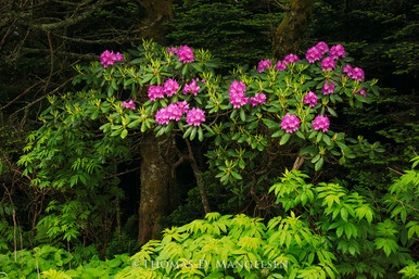 Appalachian Bloom by Thomas D. Mangelsen