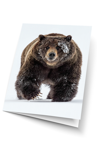 Mountain Outlaw - Grizzly Bear Art Card Pack