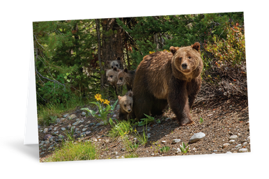 The Gift of Grizzly 399 Art Card Pack