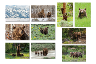 Grizzly 399 Art Card Set