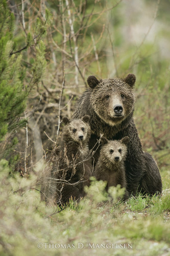 Mother's Love – Grizzly 399 & Cubs Print by Thomas D. Mangelsen