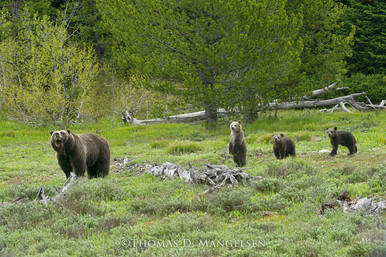 The Queen's Legacy - Grizzly 399 by Thomas D. Mangelsen