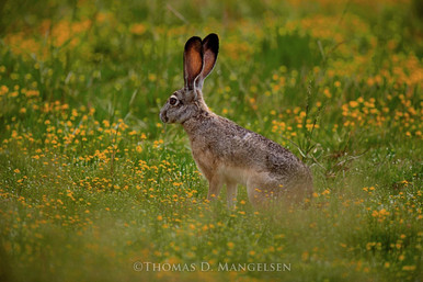 JackRabbit 2729wm__40479.1713405327.386.