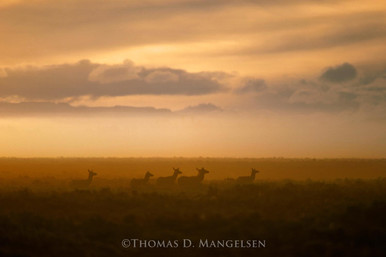 Amber Sunrise - Elk by Thomas D. Mangelsen