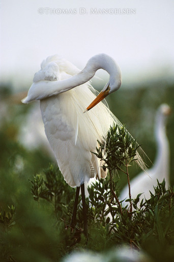 White Lace - Egret by Thomas D. Mangelsen