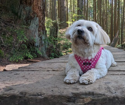 Five Shady Walks Near Vancouver that are Dog-Friendly