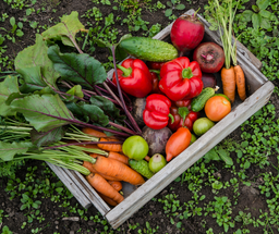 5 Steps on How to Grow and Maintain a Vegetable Garden in a Small Space