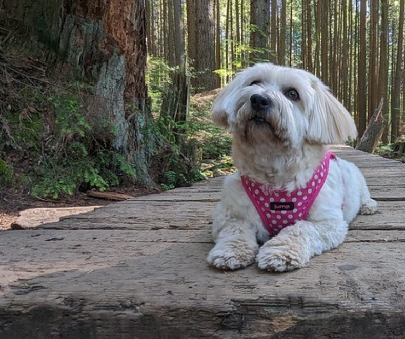 Five Shady Walks Near Vancouver that are Dog-Friendly