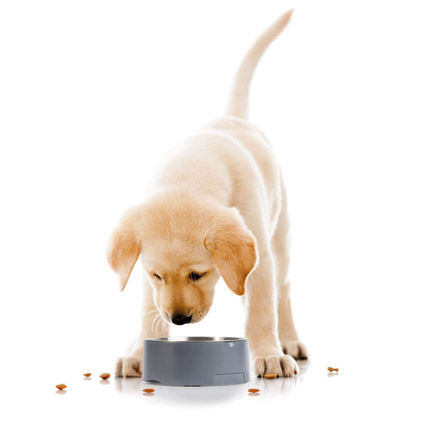 Light cream puppy eating from grey pet bowl with scattered kibble, on white background