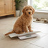 Brown puppy sitting on a white pet scale in a bright tiled room