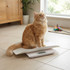 Pet scale showing an orange long-haired cat sitting on the weighing tray indoors.