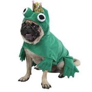 Zack & Zoey Prince of Frogs Costume