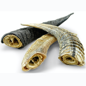 Icelandic+ Lamb Horn Icelandic+ Lamb Horn