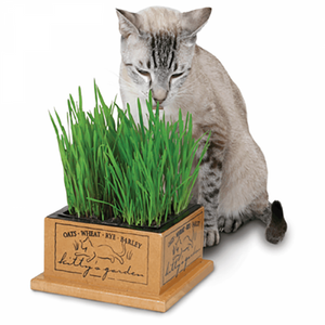 Kitty Garden Kit Kitty Garden Kit