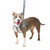 Freedom No Pull Harness & Leash Black Reflective Freedom No Pull Harness & Leash Black Reflective
