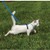 Come With Me Kitty Harness & Leash Blue Come With Me Kitty Harness & Leash Blue