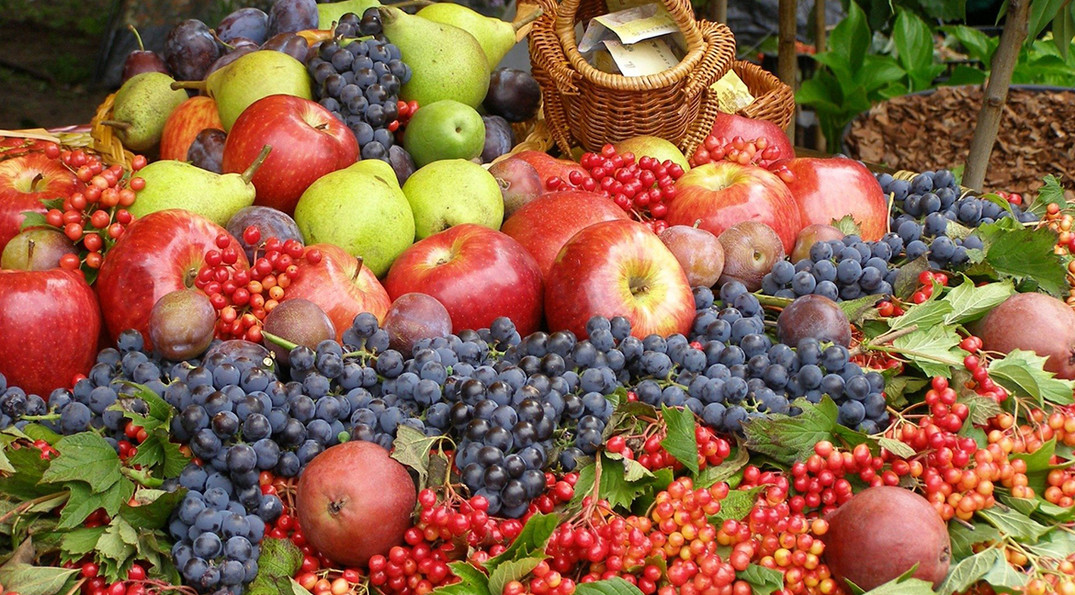 Vivamus sed sapien augue