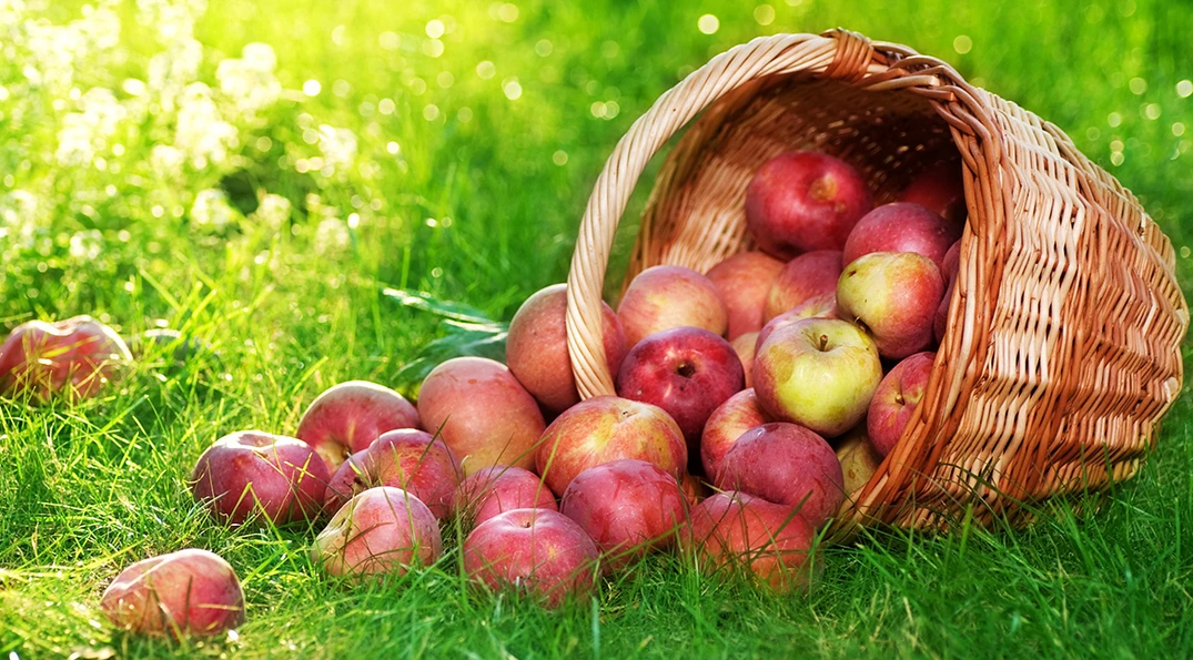 urna lectus eleifend risus